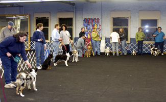 puppy kindergarten riverside canine center companion classes puppy kindergarten riverside canine center companion classes