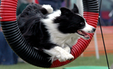 Player Jumping through the tire.