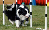 Player Weave Poles.