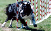 Target blasting through the weave poles.