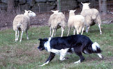 Target herding sheep.