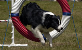 Trace jumping through a tire jump.