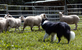 Trace herding sheep
