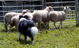 Trace stocking the sheep.